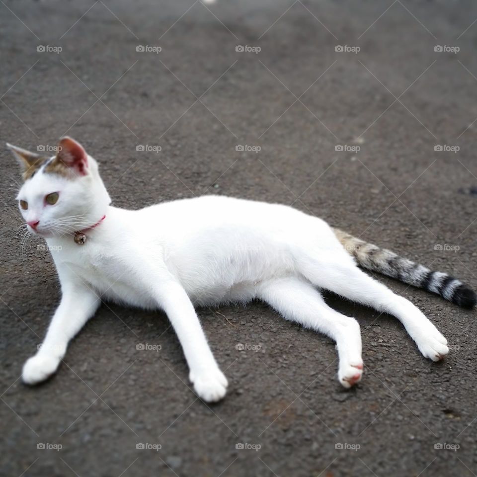 Cat laying on the empty street