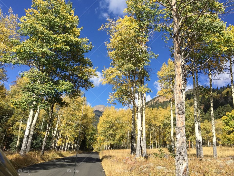 Aspen trees from the road in Rocky Mountain National Park, CO. 
