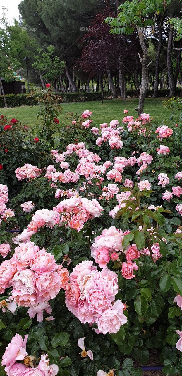 Beautiful garden in spring, pink flowers, wallpaper, natural