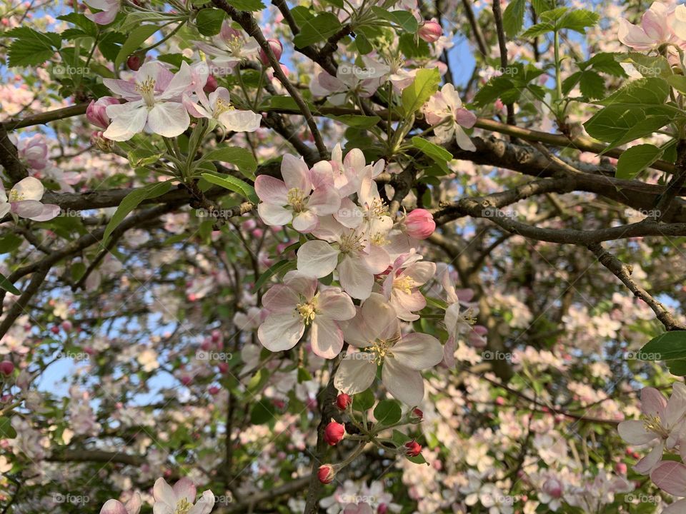 exceptional spring flowering of a malus
