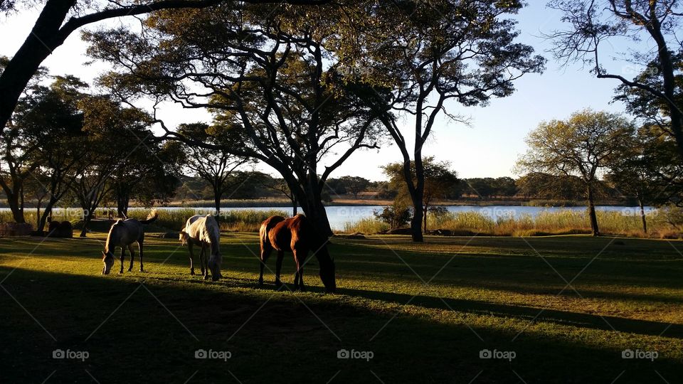 horses grazing in Zimbabwe. While staying on a private reserve in Zimbabwe, these horses got away from their handlers and decided to graze