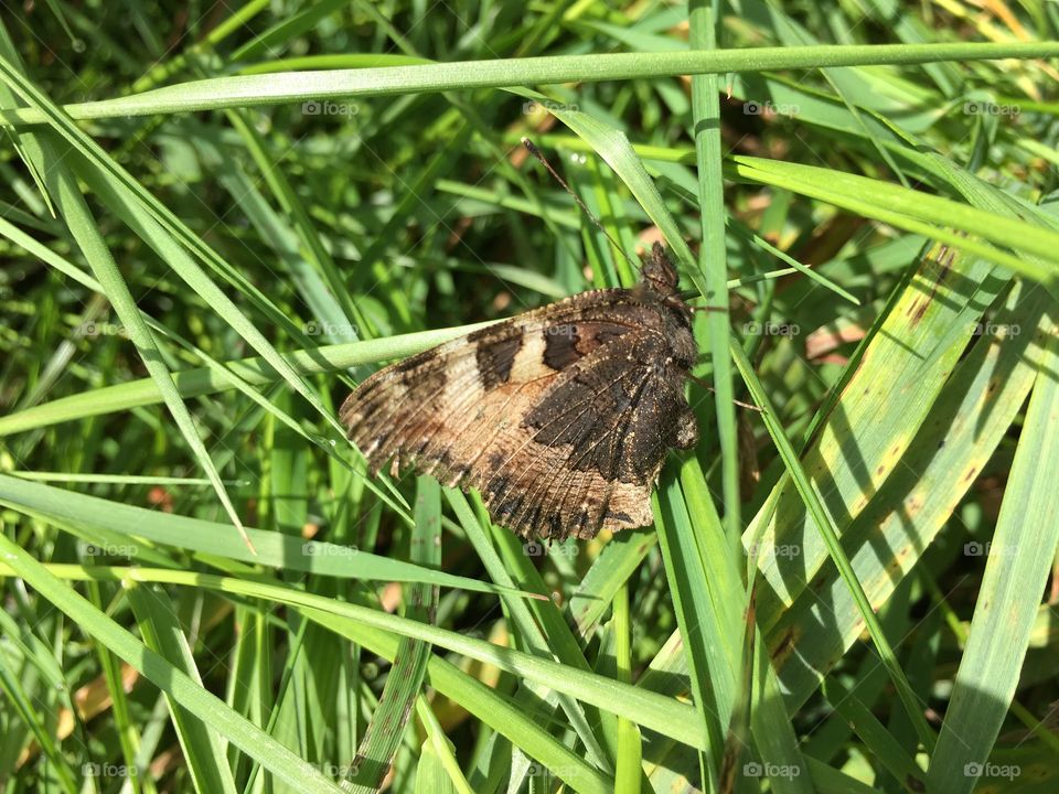 Pfauenauge on grass