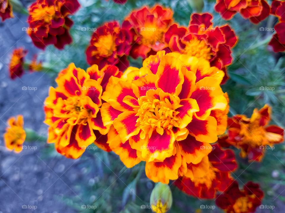 Flowers are multicolored marigolds. Garden.