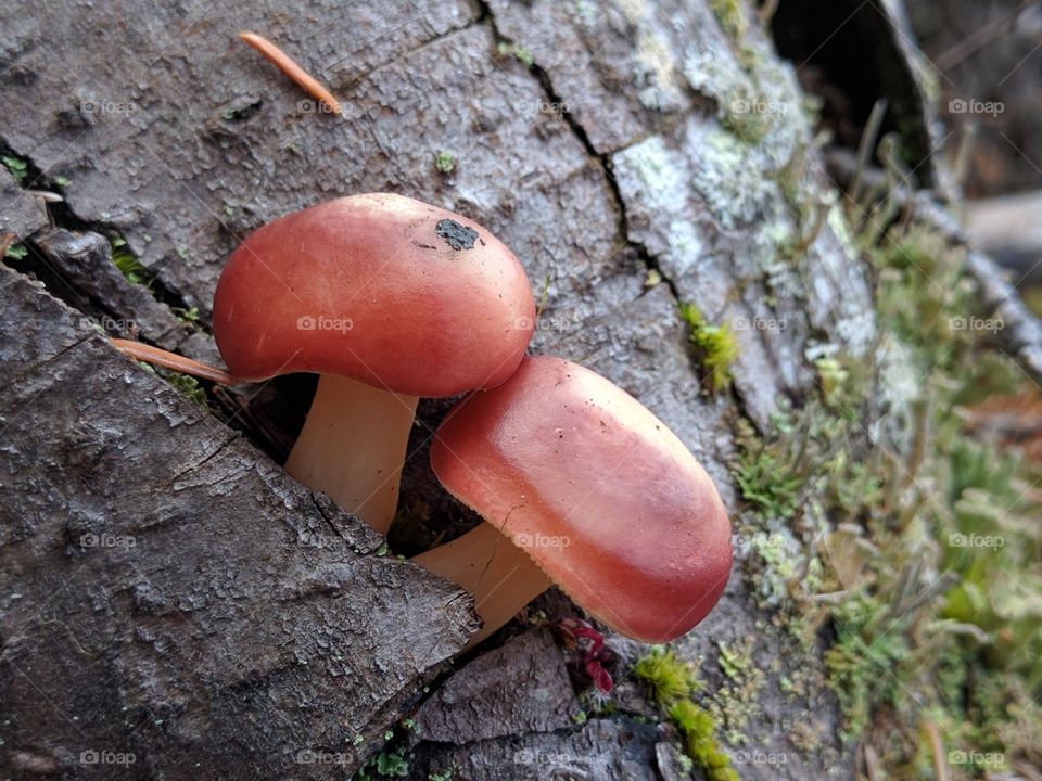 stump mushrooms
