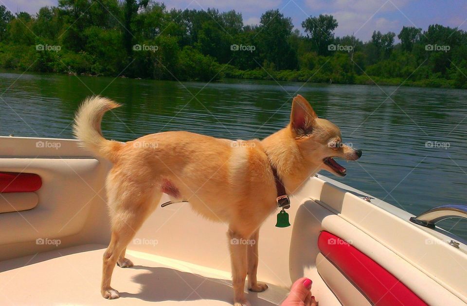 Boat Mascot. Our Pom -Chi never misses an opportunity for a boat ride