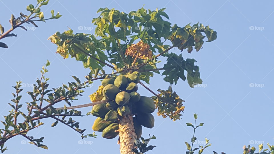 papaya fruit