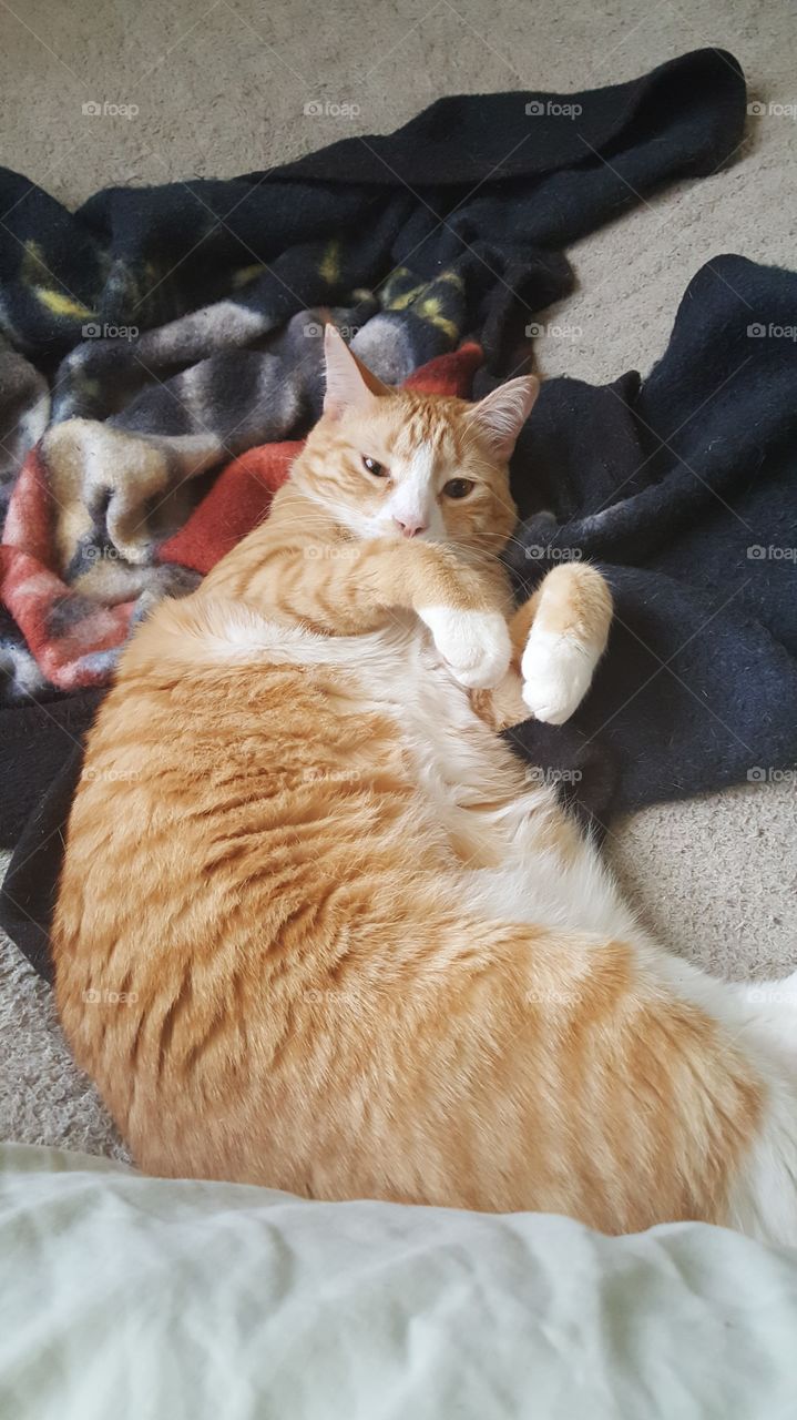 orange kitty showing belly