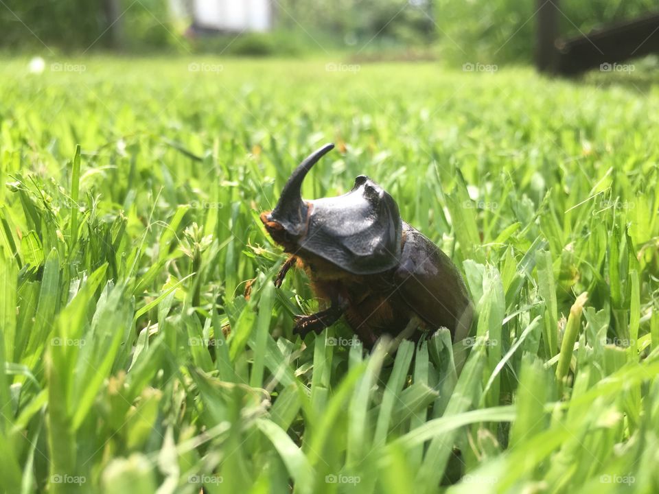 The Rhinoceros beetle 