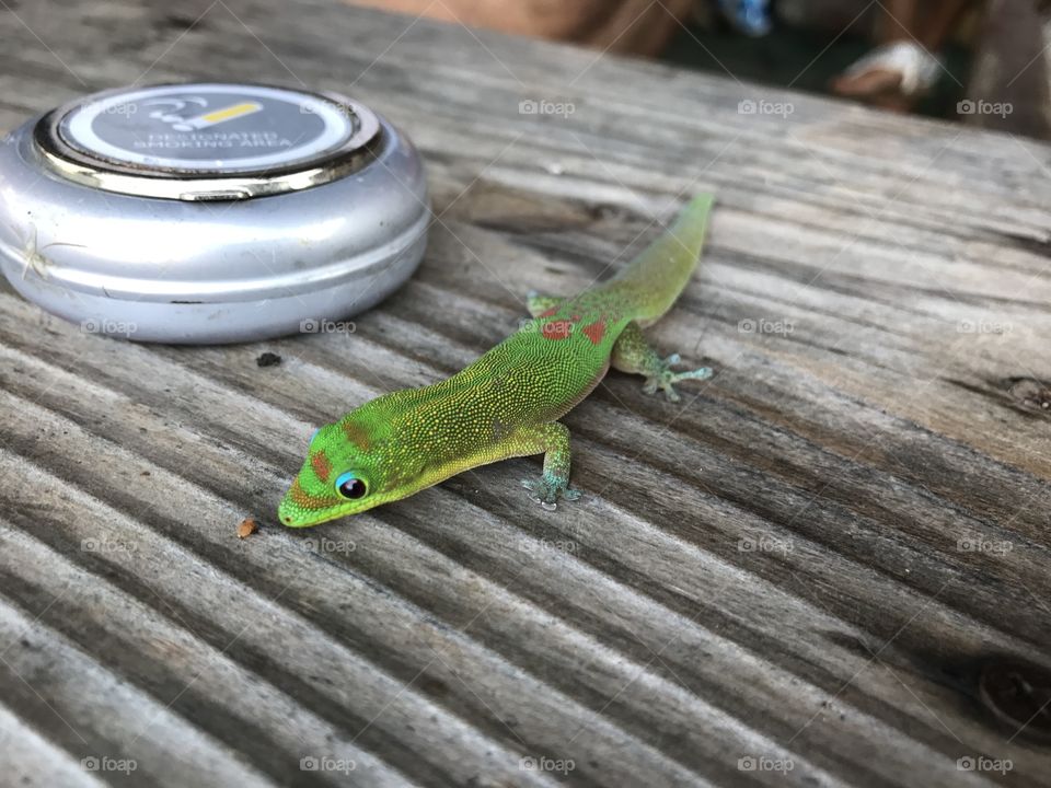 Gecko 