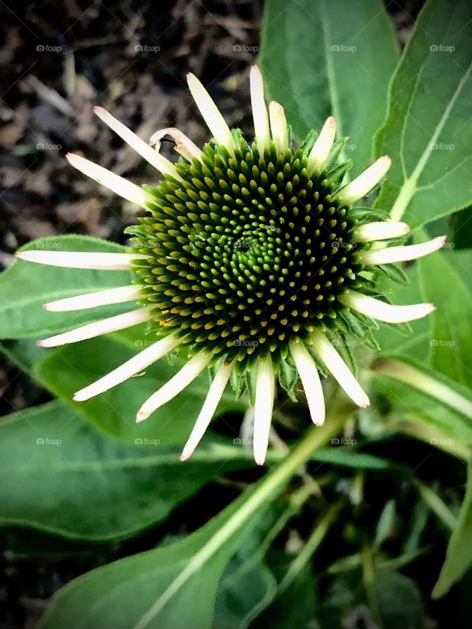 Closeup of a wilting white flower with a green center is almost done in the Texas heat ☀️