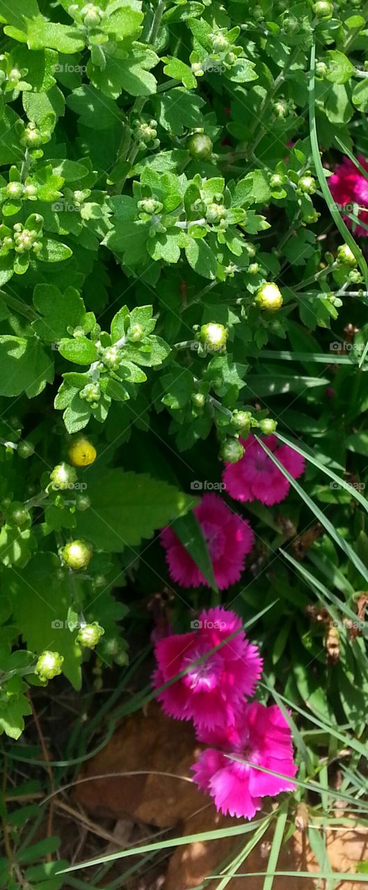 sweet williams in hiding