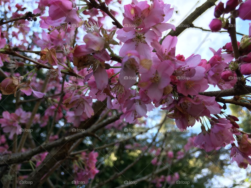 Pink cherry blossom in spring