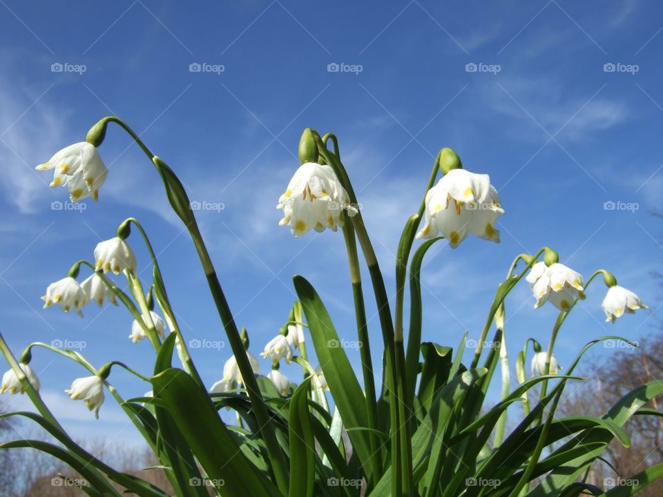 Spring snowflake