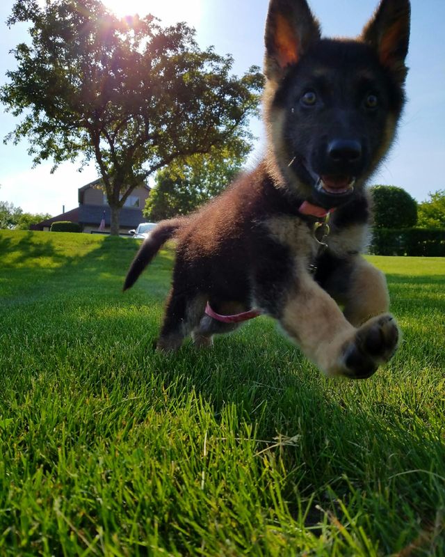Puppy 