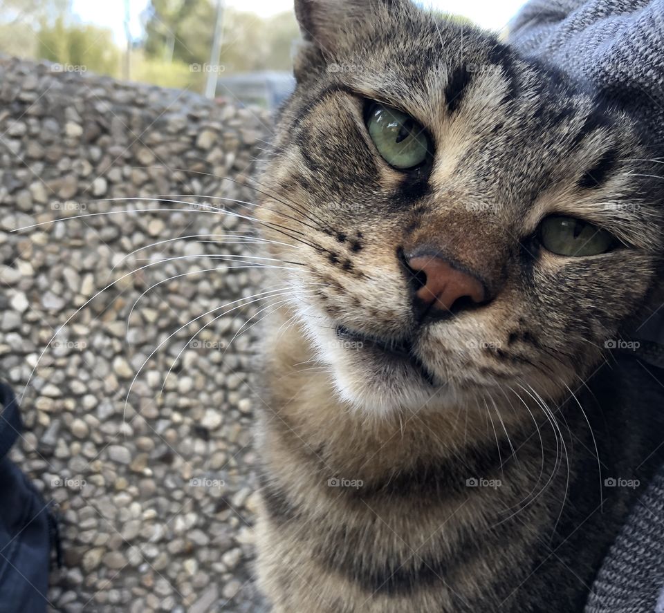 A White, grey and black cat with pink nose and green eyes 