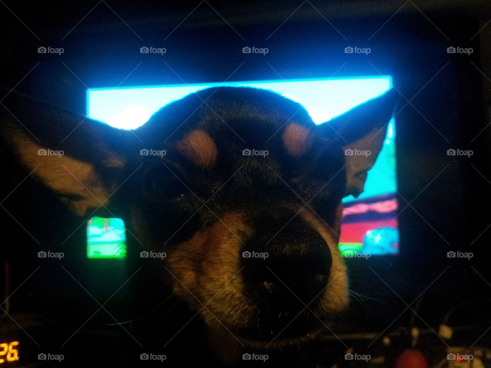 dog loves to block the tv. the dog just loves to get on top of the table and block the tv