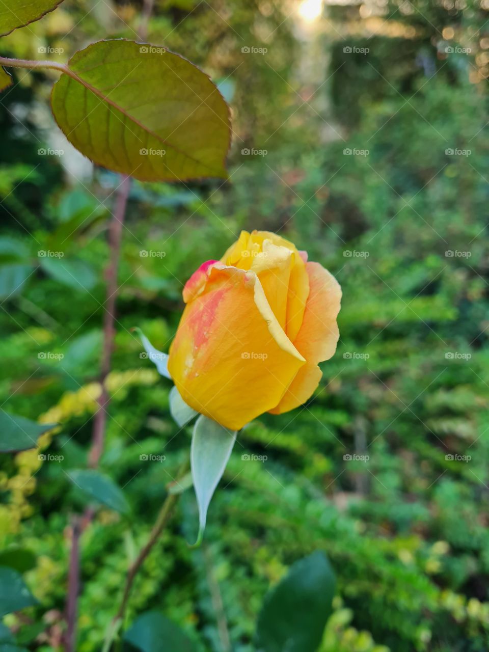 Schöne Rose
