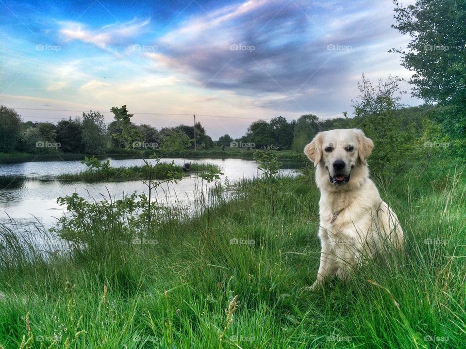 Dog sitting on grass