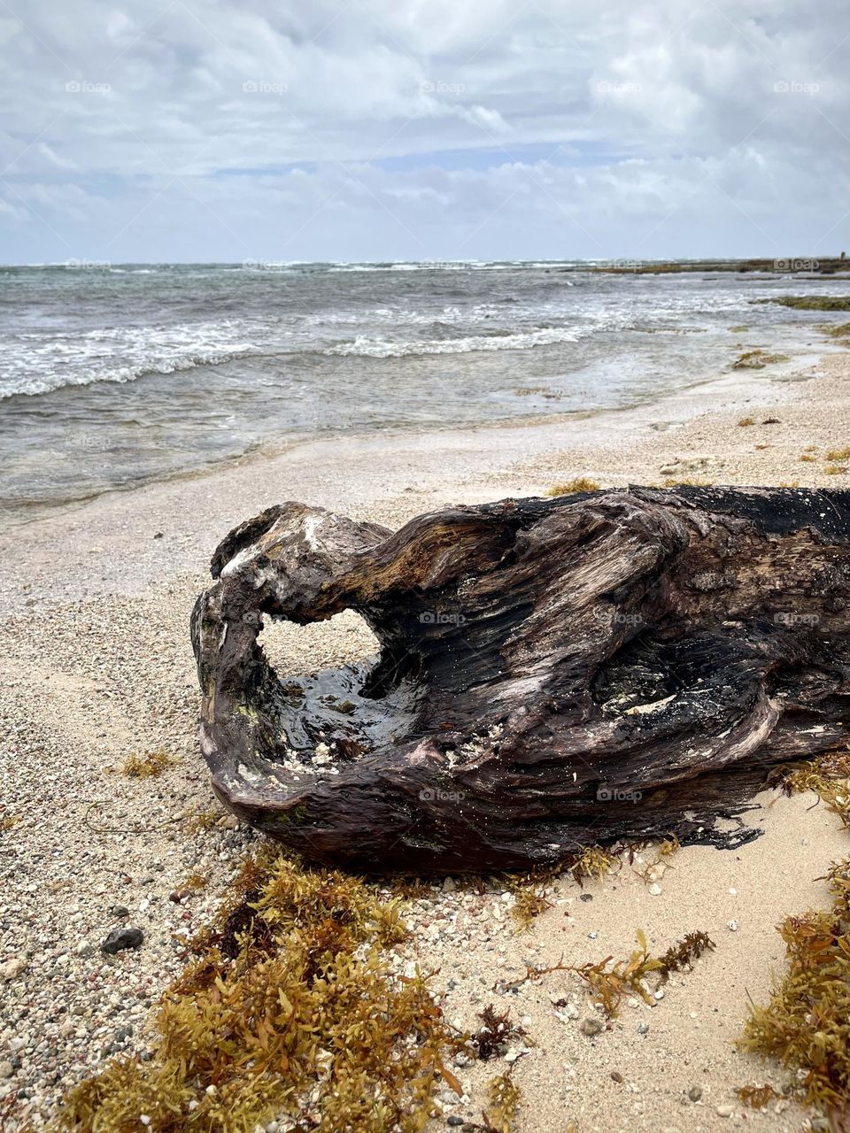 Tree trunk on a sandy beach with the Caribbean Sea in the background