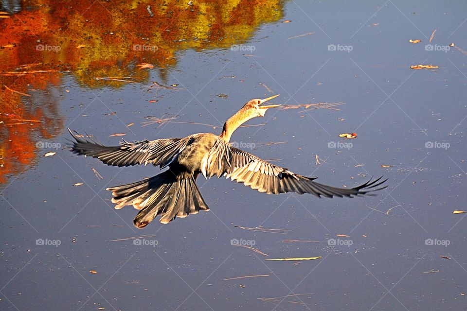 Anhinga 