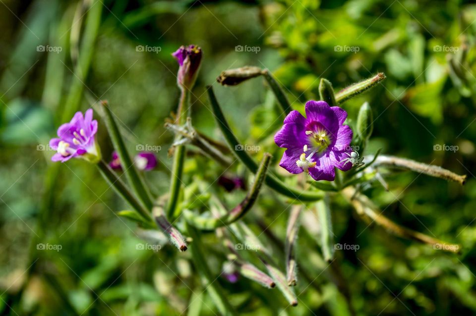 Fireweed