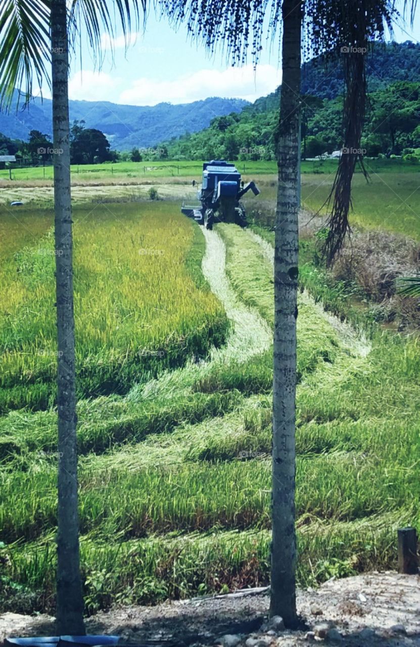 As apaixonantes tarefas do dia a dia.