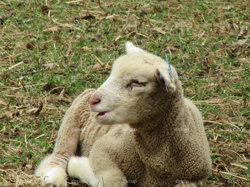 lamb lying down in field