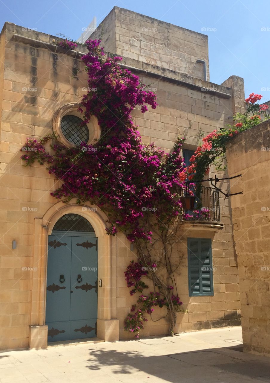 Beautiful flowers in Malta! 