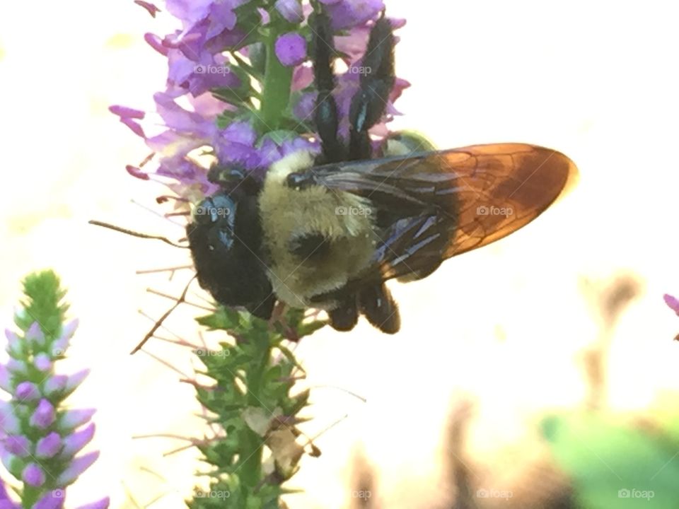 Carpenter bee