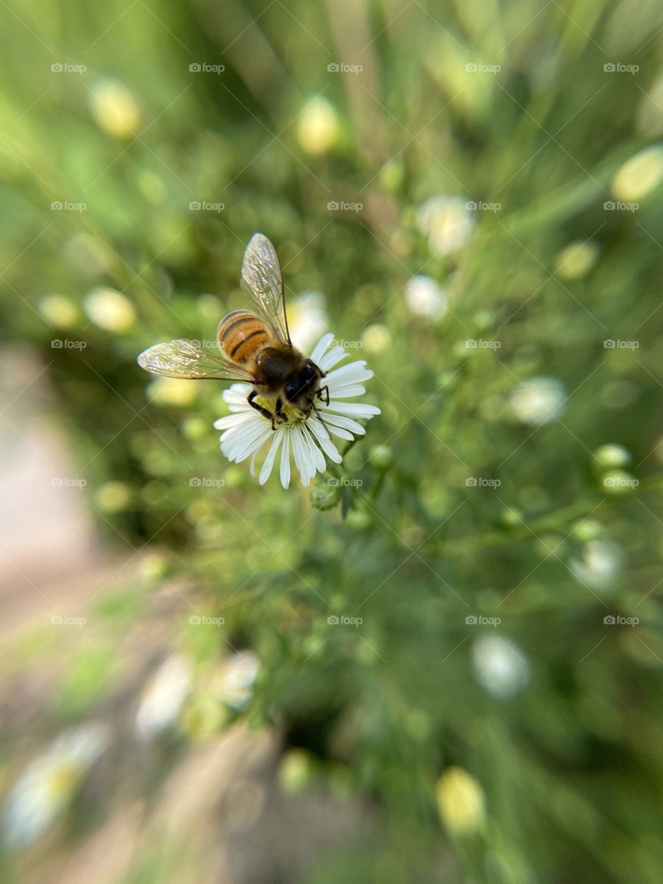 Honey Bee on a Flower. Blurred background, macro lens. Late summer day, warm and sunny day.