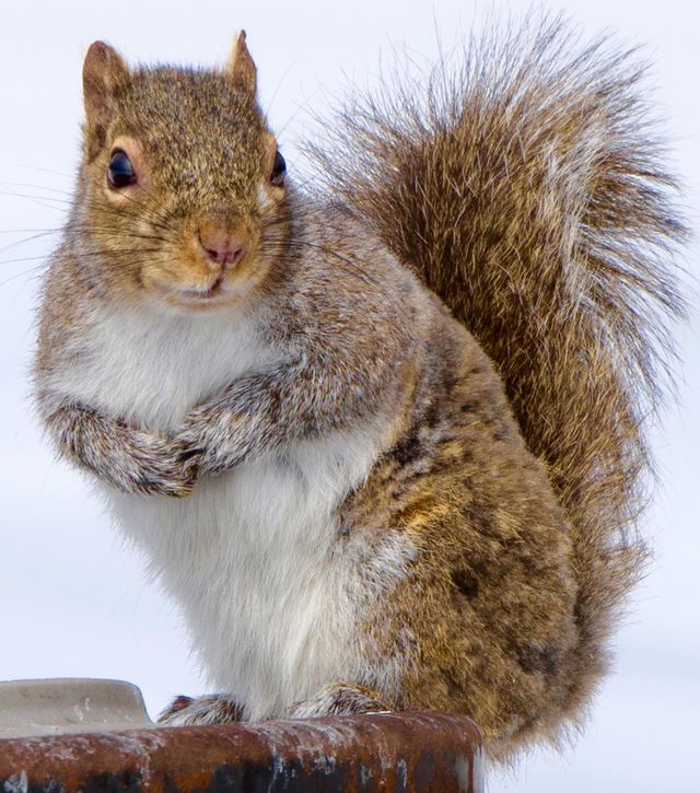 Squirrel 