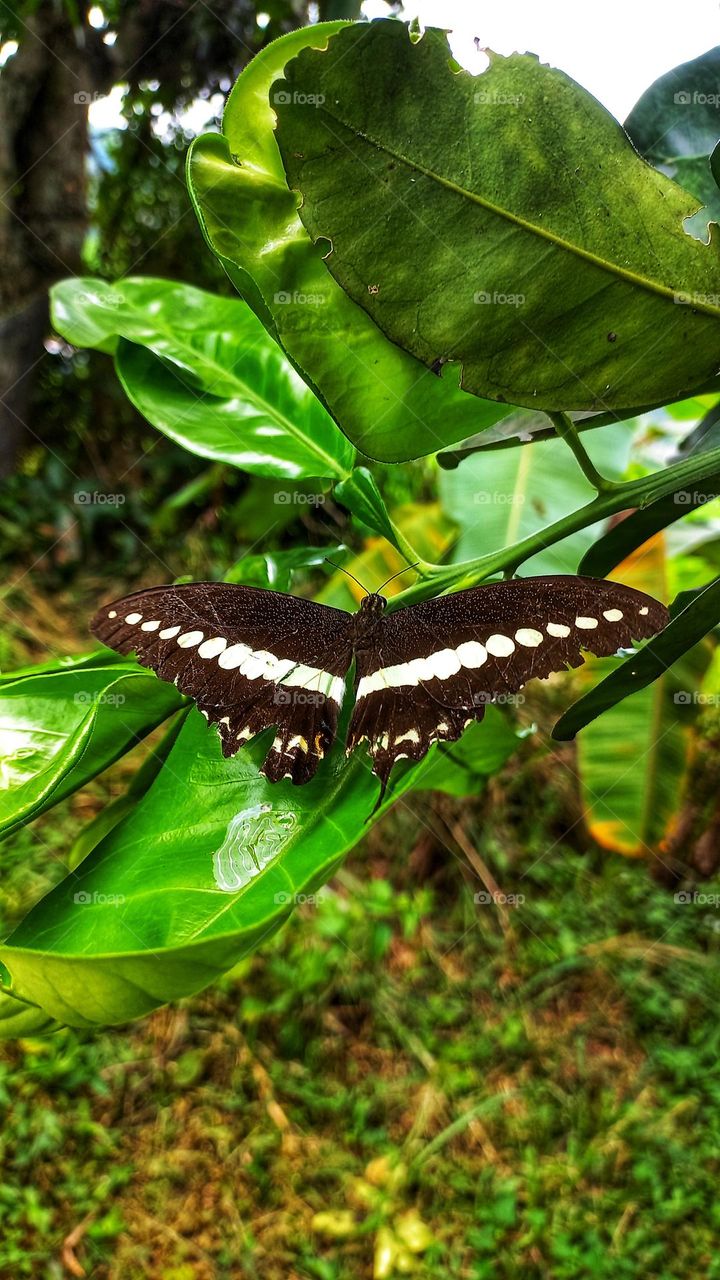 A beautiful butterfly sitting on an orange leaf