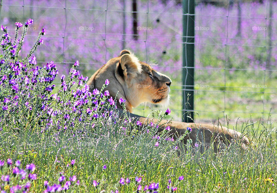Lioness Relaxing