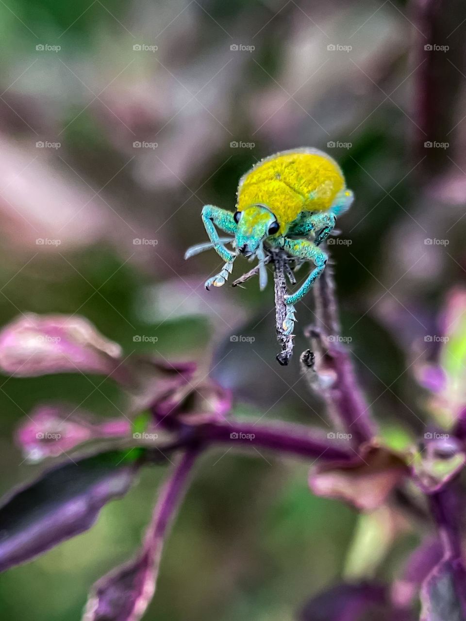 Gold dust weevil beetle on a plant with blurry background. Macro photography 
