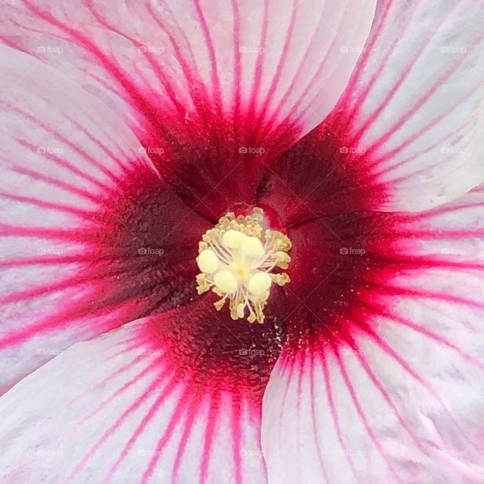 Close up of hibiscus