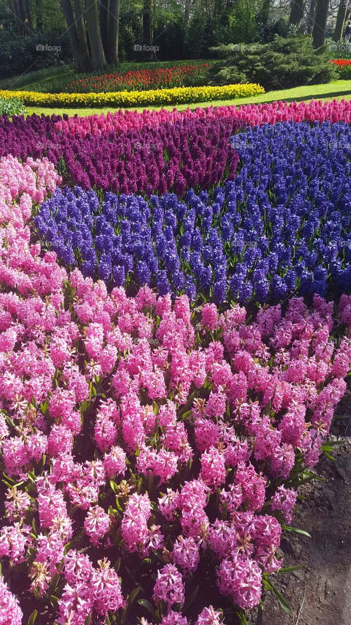 A garden of hyacinths