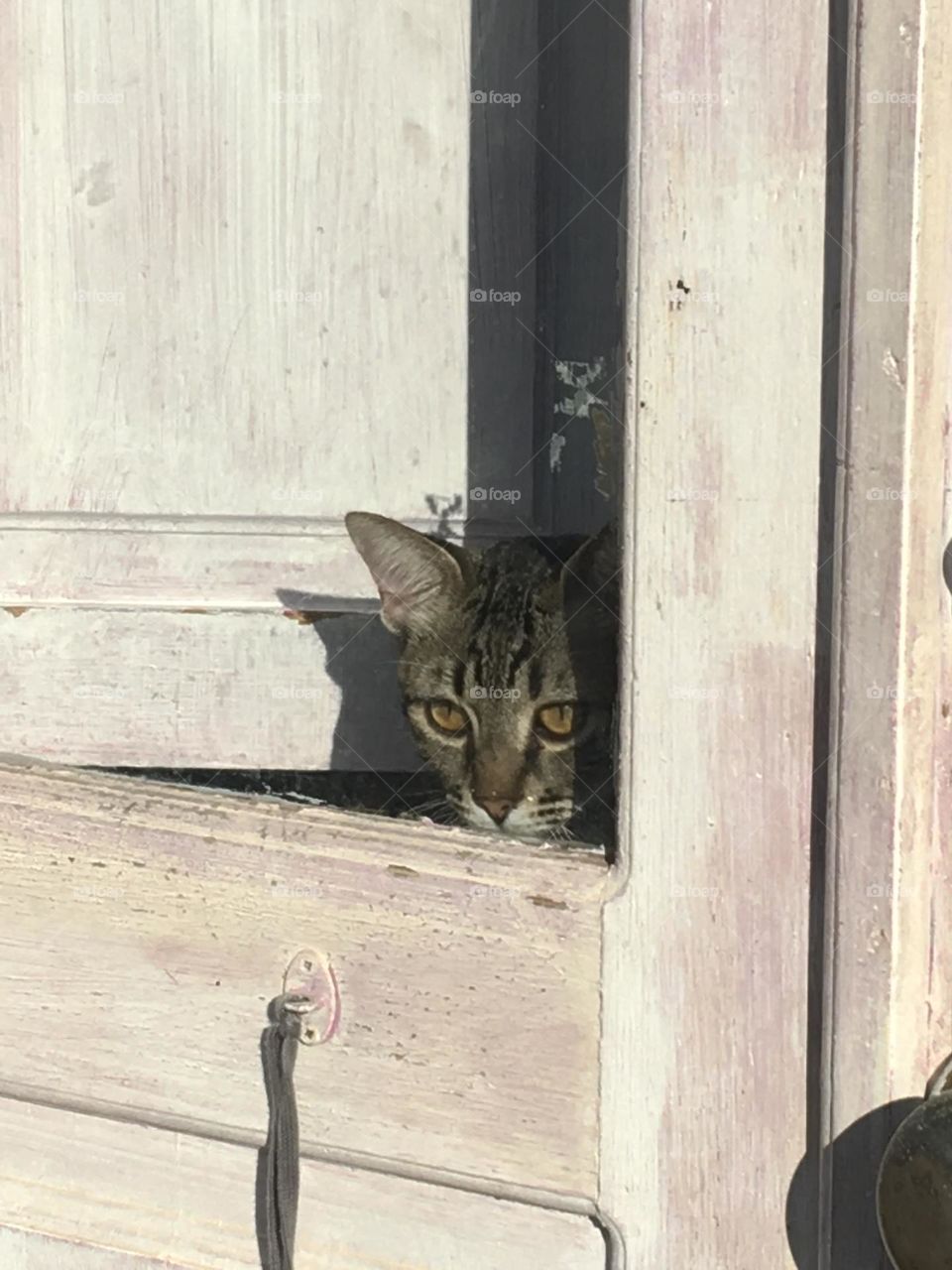 Cat observing the street from a window