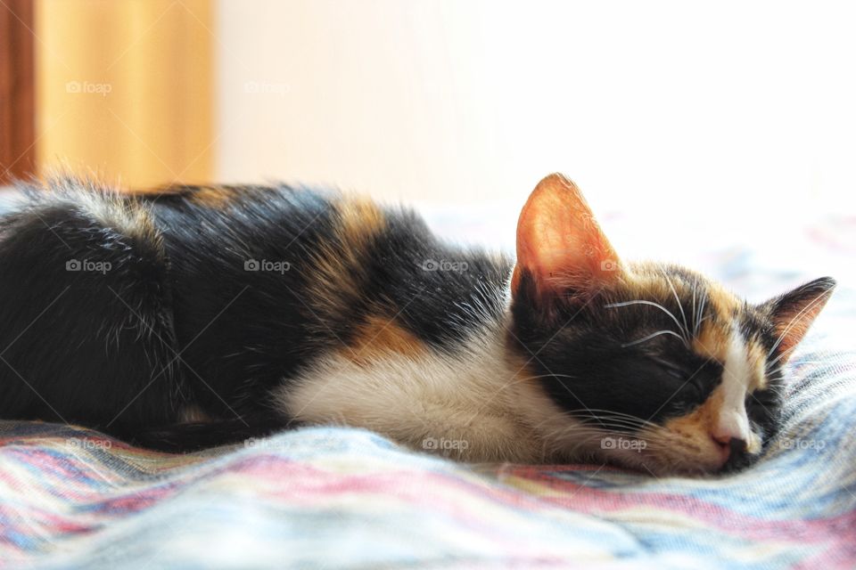 a kitty that is sleeping on a confortable bed.