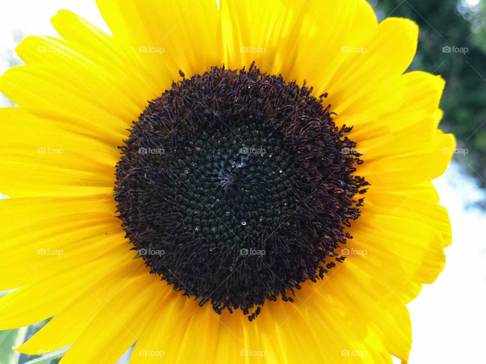 Sunflower