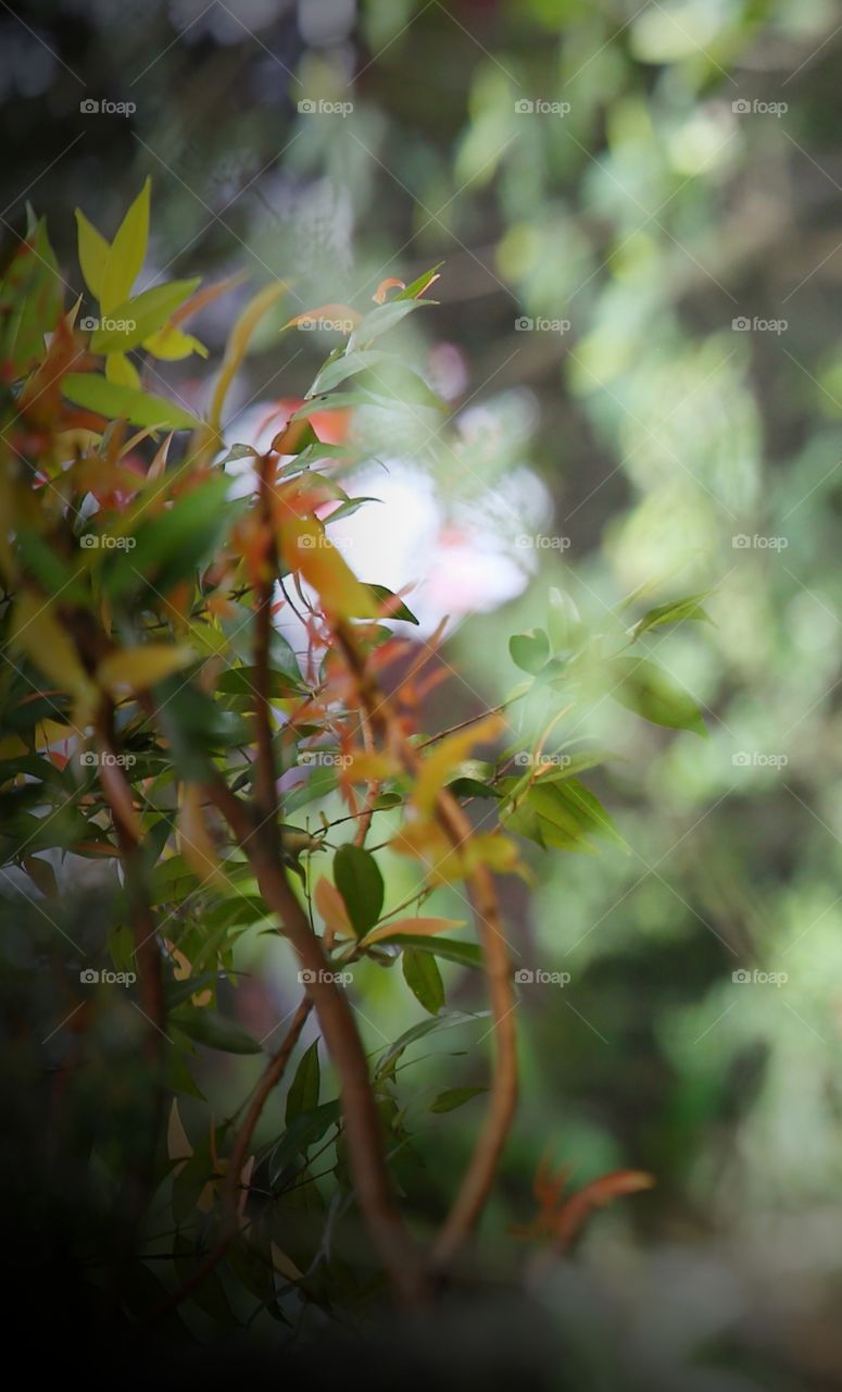 Leaf_"letting go lets us grow"