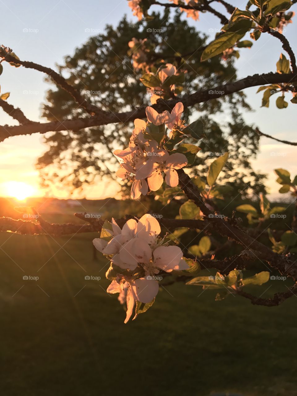 Swedish summer nights