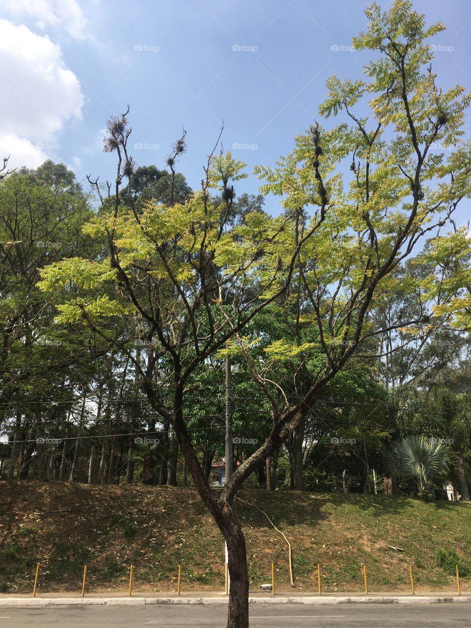 Natureza bonita com a combinação do verde do mato e do azul do céu!