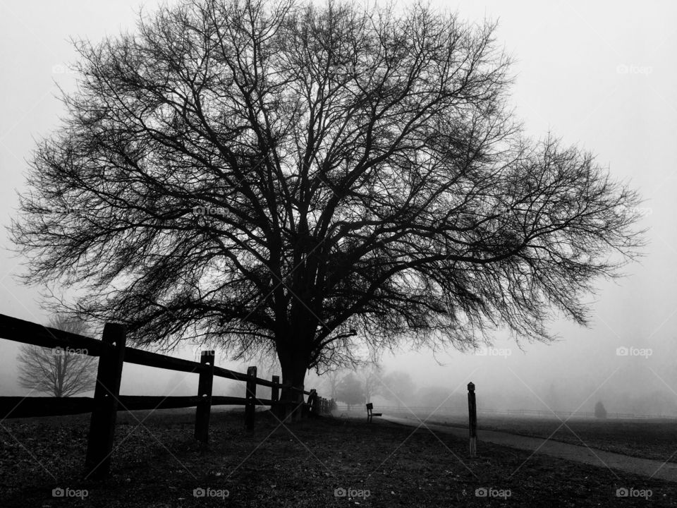 Black and white of a silhouetted mighty oak looming over a wooden fence and a bench on an eerie foggy morning at Lake Benson Park in Garner North Carolina, Raleigh Triangle area, Wake County. 