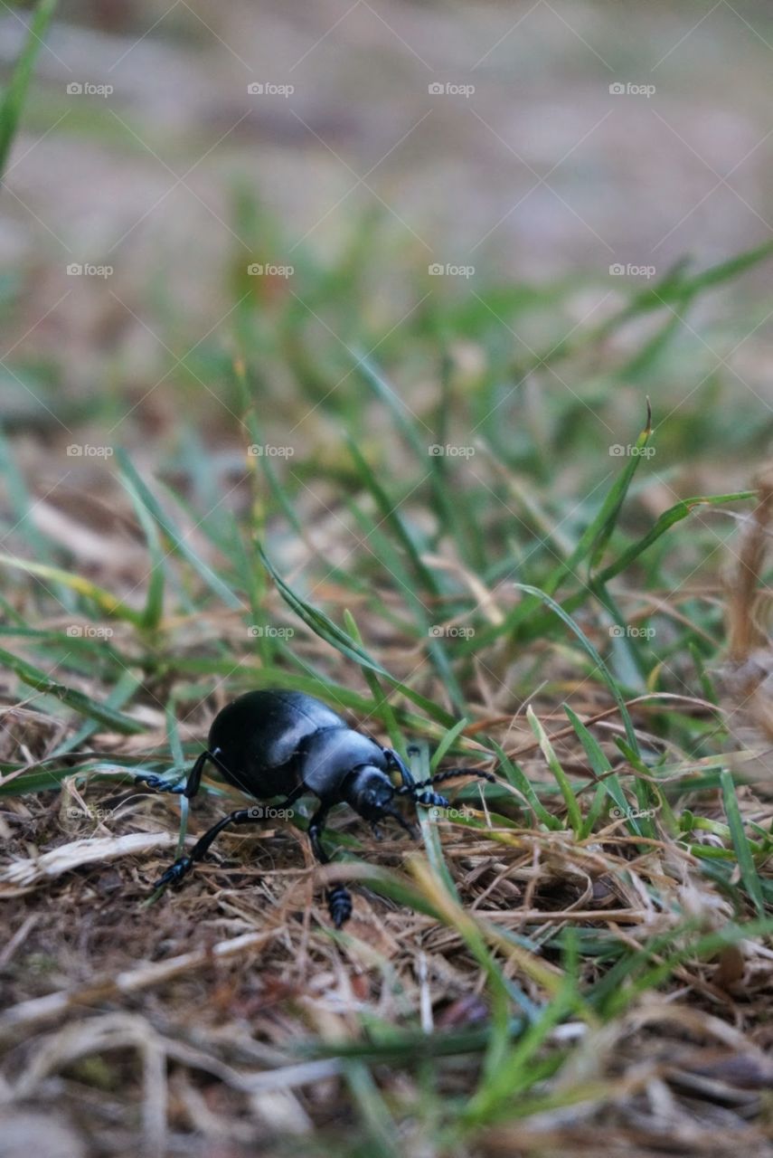 Little scarabée