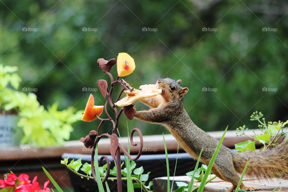 Squirrel Reaching for Bread
