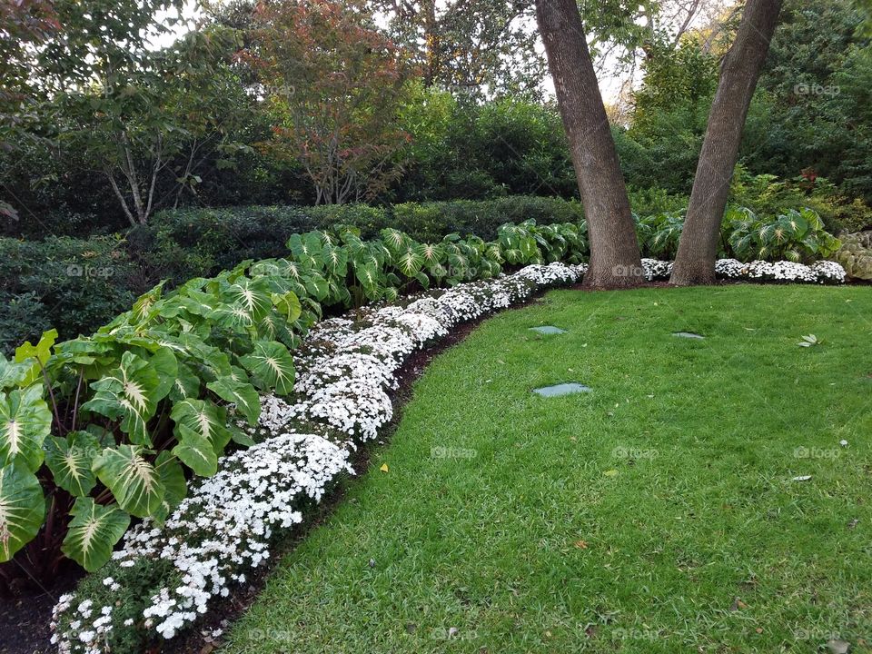 Lawn and border of White Mums Dallas Arboretum