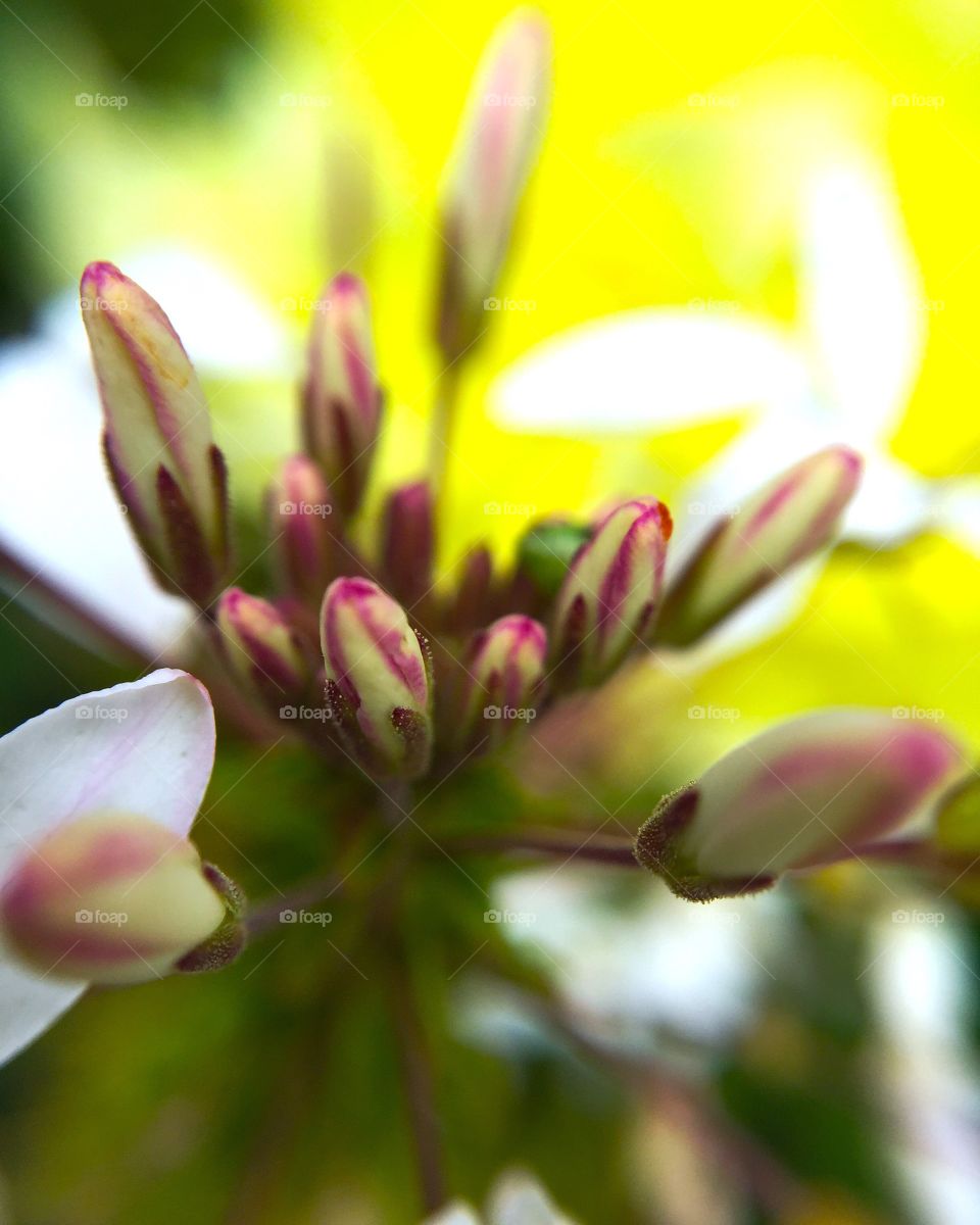 Flower buds 