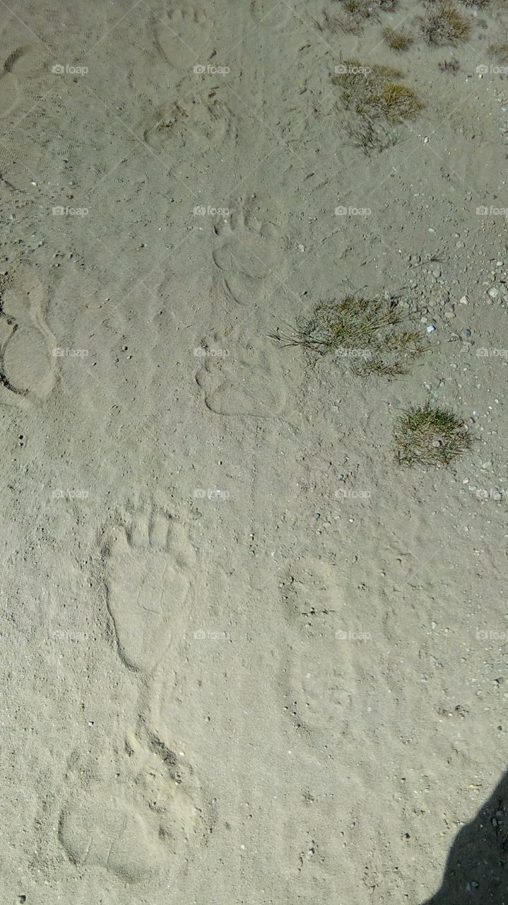 bear footprint