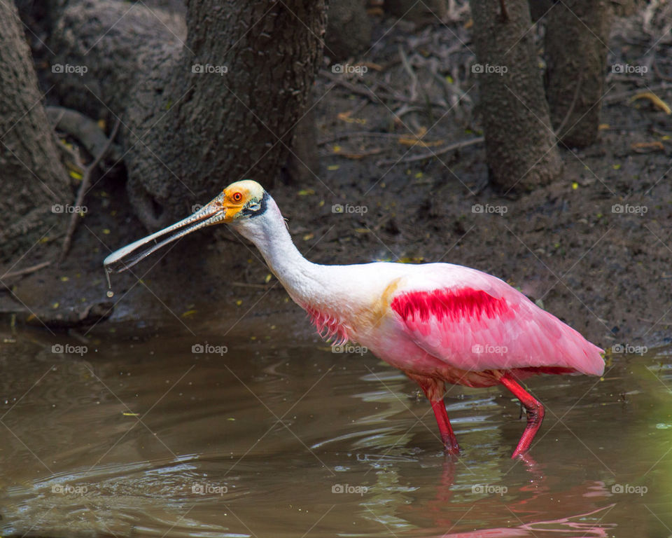 PINK SPOONBILL