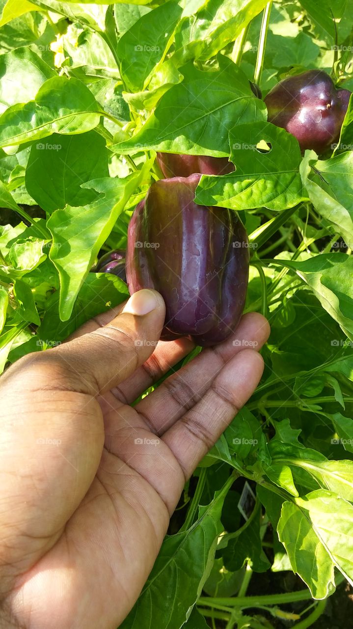 Food, Vegetable, Leaf, Nature, Flora